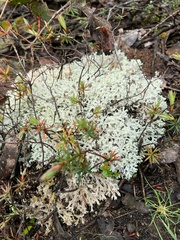 Pulchrocladia retipora