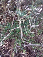 Ehretia rigida