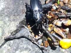 Plocamostethus planiusculus