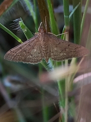 Herpetogramma licarsisalis