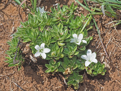 Craterocapsa tarsodes