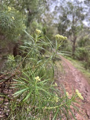 Cassinia longifolia