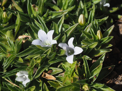 Craterocapsa tarsodes