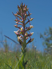 Disa cooperi