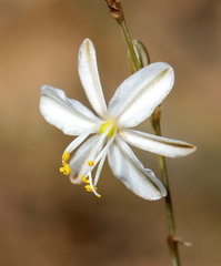 Chlorophytum