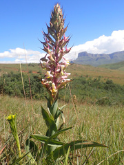 Disa cooperi
