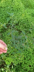 Sigesbeckia orientalis