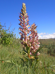 Disa cooperi