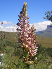 Disa cooperi