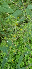 Sigesbeckia orientalis