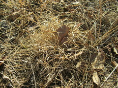 Cleistogenes squarrosa