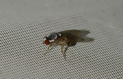 Leucophenga maculata