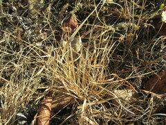 Cleistogenes squarrosa