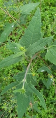 Sigesbeckia orientalis