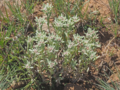 Helichrysum sutherlandii
