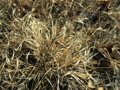 Cleistogenes squarrosa