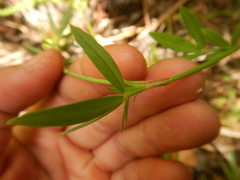 Stylosanthes fruticosa