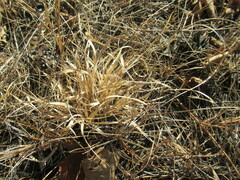 Cleistogenes squarrosa