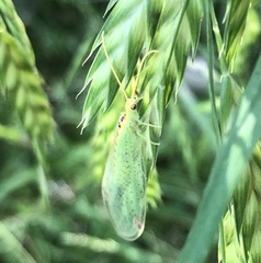 Norfolius howensis