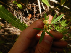 Stylosanthes fruticosa