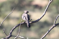 Corythaixoides concolor