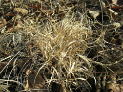 Cleistogenes squarrosa