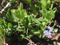 Polygala gerrardii