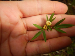 Stylosanthes fruticosa