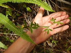 Stylosanthes fruticosa