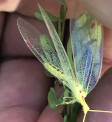 Norfolius howensis