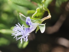 Polygala gerrardii