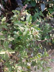 Ocimum tenuiflorum