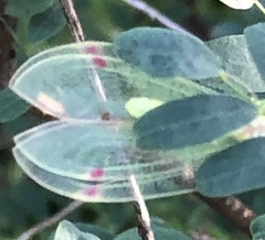 Norfolius howensis