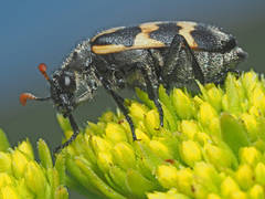 Hycleus lunatus
