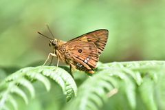 Trapezites symmomus
