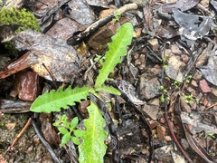 Hypochaeris radicata