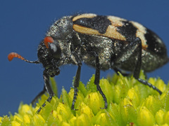 Hycleus lunatus