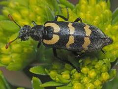 Hycleus lunatus