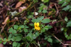 Oxalis medicaginea
