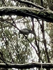 Colluricincla harmonica