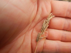 Alysicarpus vaginalis