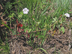 Geranium wakkerstroomianum