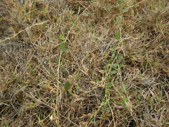 Alysicarpus vaginalis