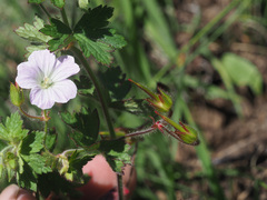 Geranium wakkerstroomianum