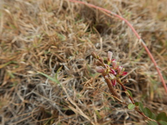 Alysicarpus vaginalis