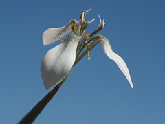 Moraea brevistyla