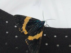 Milionia zonea pryeri