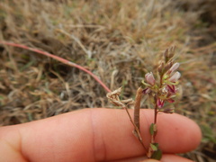 Alysicarpus vaginalis