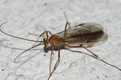 Ophion obscuratus