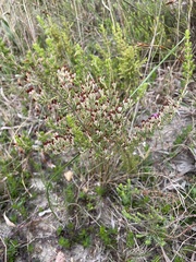Erica placentiflora
